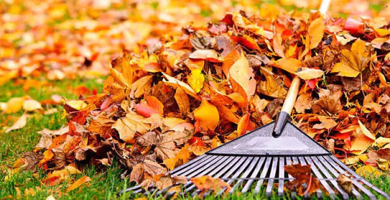 fall Cleanup image
